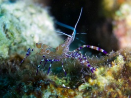 Spotted Cleaner Shrimp IMG 7803